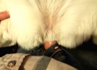 Dude nailing white doggy