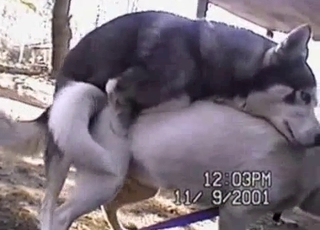 Impressive outdoors bestiality with dogs