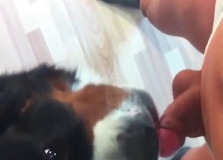 Cute doggy is licking a dick