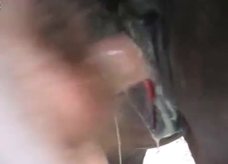 Perverted anal sex with a horse