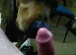Sweet fellatio by a black dog