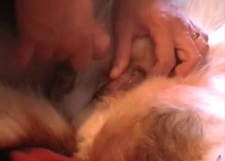 This dog is okay for zoo sex