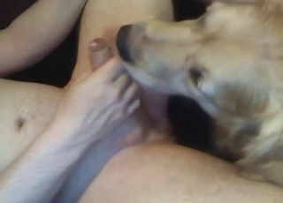 Dude gets a rimjob from his horny dog
