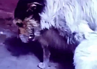 Sweet and nice doggy fucked her tight wet cunt